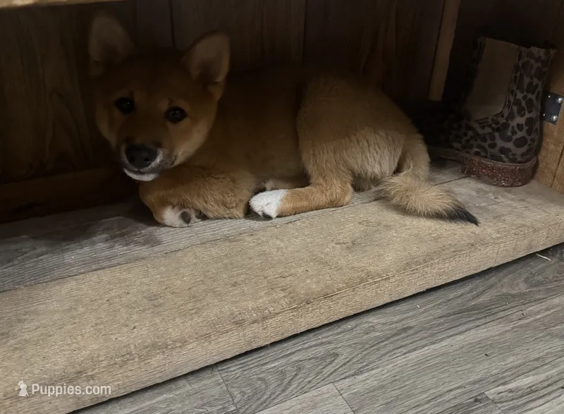 Koda – Shiba Inu puppy for sale in Barry, IL
