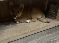 Koda, a male Shiba Inu for sale in Barry, IL – 1 of 2