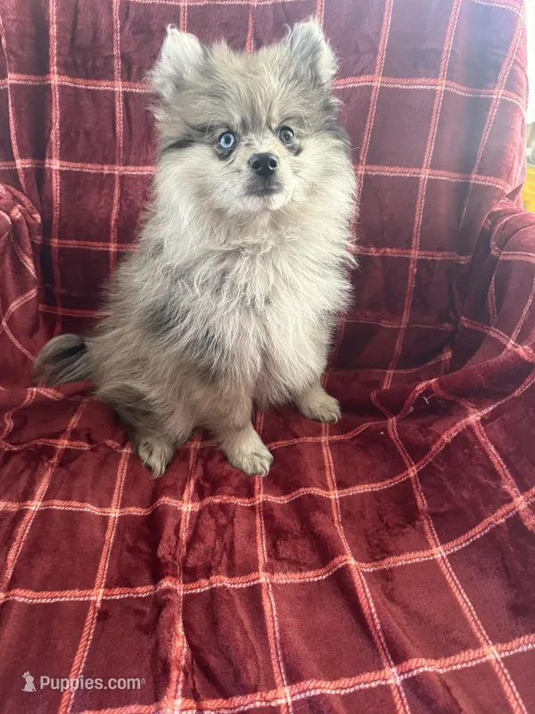 Peggy  – Pomsky puppy for sale in Barry, IL