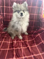 Peggy , a female Pomsky for sale in Barry, IL – 1 of 2