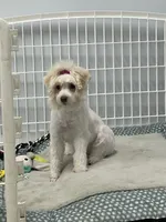 Mia , a female Miniature Schnauzer and Poodle - Toy  for sale in Barry, IL – 2 of 2