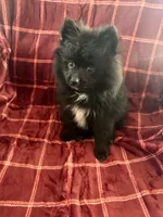 Hank, a male Pomsky for sale in Barry, IL – 2 of 2