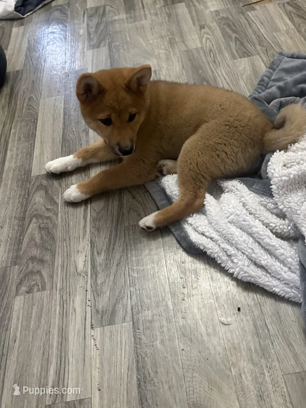 Koda – Shiba Inu puppy for sale in Barry, IL