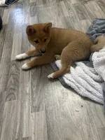Koda, a male Shiba Inu for sale in Barry, IL – 2 of 2