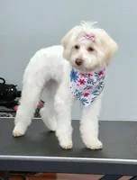 Mia , a female Miniature Schnauzer and Poodle - Toy  for sale in Barry, IL – 1 of 2