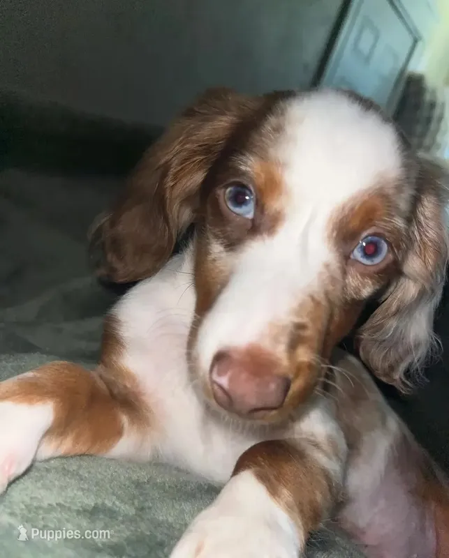 Pickles  – Dachshund puppy for sale in Barry, IL