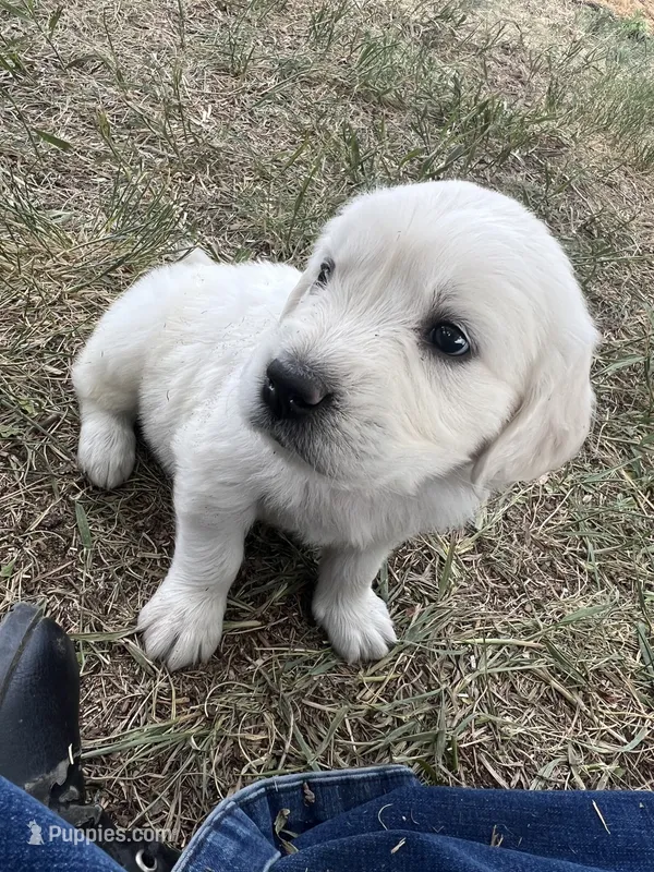 Lincoln – English Cream Golden Retriever puppy for sale in Calhan, CO