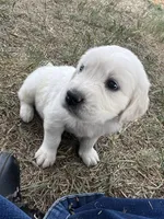 Lincoln, a male English Cream Golden Retriever for sale in Calhan, CO – 1 of 2