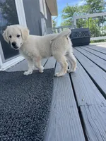 Bolt, a male English Cream Golden Retriever for sale in Calhan, CO – Photo 2 of 3