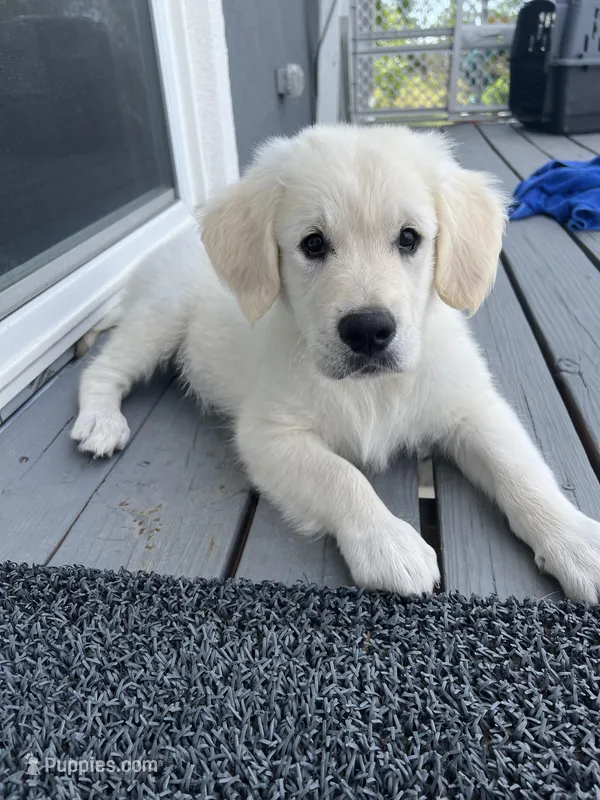 Bolt, a male English Cream Golden Retriever for sale in Calhan, CO – Photo 1 of 3