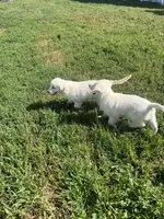 Bolt, a male English Cream Golden Retriever for sale in Calhan, CO – Photo 3 of 3
