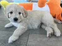 Ghost, a male Poodle - Standard  and Golden Mountain Dog for sale in Calhan, CO – 2 of 6