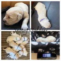 Prada, a female Golden Retriever for sale in Calhan, CO – Photo 3 of 5