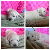 Prada, a female Golden Retriever for sale in Calhan, CO – Photo 1 of 5