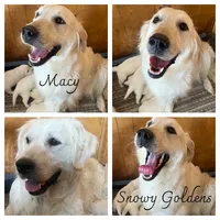 Prada, a female Golden Retriever for sale in Calhan, CO – Photo 5 of 5