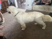 Prada, a female Golden Retriever for sale in Calhan, CO – Photo 4 of 5