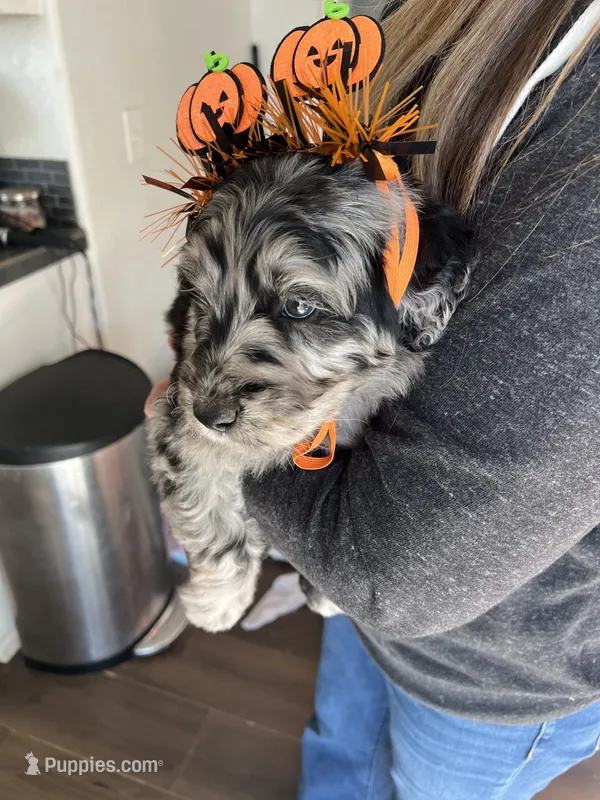 Zombie – Poodle - Standard , Golden Mountain Dog puppy for sale in Calhan, CO