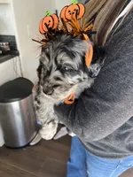 Zombie, a male Poodle - Standard  and Golden Mountain Dog for sale in Calhan, CO – 1 of 5