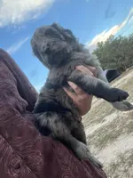 Dracula, a male Poodle - Standard  and Golden Mountain Dog for sale in Calhan, CO – 2 of 4