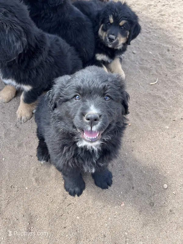 Channing, a male Bernese Mountain Dog and English Cream Golden Retriever for sale in Calhan, CO – Photo 1 of 10