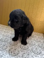 Channing, a male Bernese Mountain Dog and English Cream Golden Retriever for sale in Calhan, CO – Photo 7 of 10