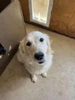 Channing, a male Bernese Mountain Dog and English Cream Golden Retriever for sale in Calhan, CO – Photo 10 of 10