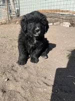 Channing, a male Bernese Mountain Dog and English Cream Golden Retriever for sale in Calhan, CO – Photo 4 of 10