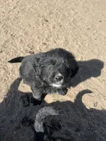 Channing, a male Bernese Mountain Dog and English Cream Golden Retriever for sale in Calhan, CO – Photo 5 of 10
