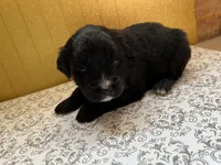 Channing, a male Bernese Mountain Dog and English Cream Golden Retriever for sale in Calhan, CO – Photo 8 of 10