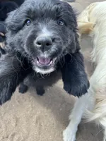 Channing, a male Bernese Mountain Dog and English Cream Golden Retriever for sale in Calhan, CO – Photo 3 of 10