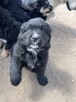 Channing, a male Bernese Mountain Dog and English Cream Golden Retriever for sale in Calhan, CO – Photo 2 of 10