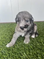 Werewolf, a male Poodle - Multi-Colored Standard and Golden Mountain Dog for sale in Calhan, CO – 4 of 4