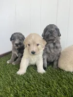 Ghost, a male Poodle - Standard  and Golden Mountain Dog for sale in Calhan, CO – 5 of 6