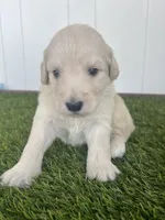 Mummy, a male Golden Mountain Doodle for sale in Calhan, CO – 7 of 7
