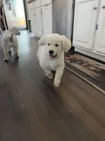 Sonny, a male English Cream Golden Retriever for sale in Calhan, CO – Photo 3 of 4