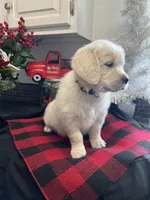 Sonny, a male English Cream Golden Retriever for sale in Calhan, CO – Photo 4 of 4