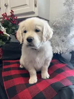 Sonny, a male English Cream Golden Retriever for sale in Calhan, CO – Photo 2 of 4