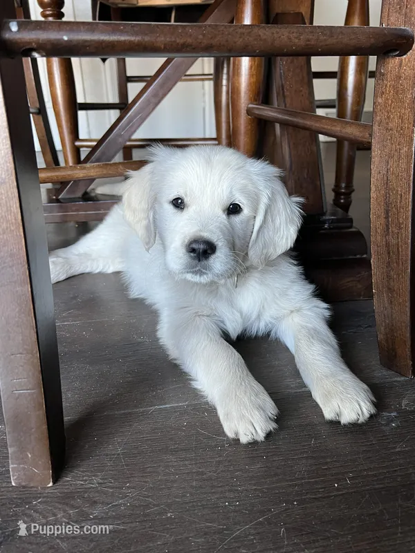 Sonny, a male English Cream Golden Retriever for sale in Calhan, CO – Photo 1 of 4