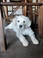 Sonny, a male English Cream Golden Retriever for sale in Calhan, CO – Photo 1 of 4