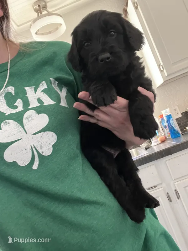 Joker – Goldendoodle puppy for sale in Calhan, CO