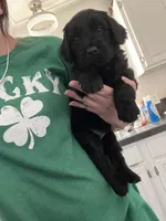 Joker, a male Goldendoodle for sale in Calhan, CO – 1 of 1