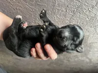 Venezia, a female Golden Mountain Dog for sale in Calhan, CO – Photo 2 of 3