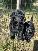 Venezia, a female Golden Mountain Dog for sale in Calhan, CO – Photo 1 of 3
