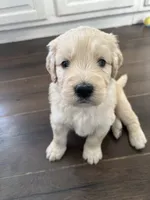 Chimera, a female Poodle - Standard  and Golden Mountain Dog for sale in Calhan, CO – 3 of 4