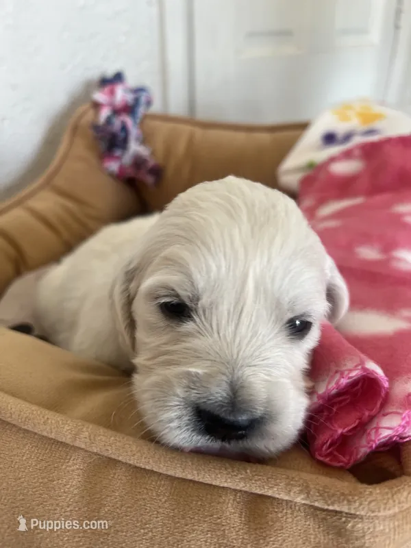 Purple  – English Cream Golden Retriever puppy for sale in Calhan, CO
