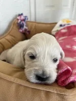 Purple , a female English Cream Golden Retriever for sale in Calhan, CO – 2 of 6