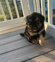 Genova, a female Golden Mountain Dog for sale in Calhan, CO – Photo 2 of 4