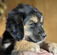 Genova, a female Golden Mountain Dog for sale in Calhan, CO – Photo 1 of 4