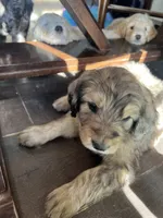 Medusa , a female Poodle - Standard  and Golden Mountain Dog for sale in Calhan, CO – 4 of 8