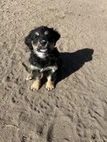 Shakira, a female Bernese Mountain Dog and English Cream Golden Retriever for sale in Calhan, CO – Photo 3 of 10